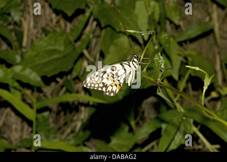 GEMEINSAMEN Kalk Schmetterling Papilio Demoleus, gemeinsamen Golaghat Bezirk, Assam, Indien Papilionidae: Schwalbenschwänze Stockfoto