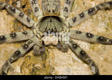 HUNTSMAN SPIDER Sparassidae (ehemals Heteropodidae) Lage: Golaghat Bezirk, Assam Stockfoto