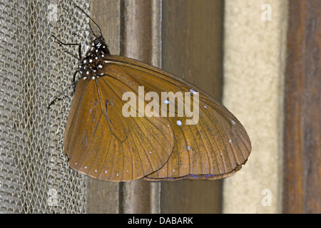 GESTREIFT blau CROW Euploea Mulciber Mulciber Golaghat Bezirk, Assam, Indien Stockfoto