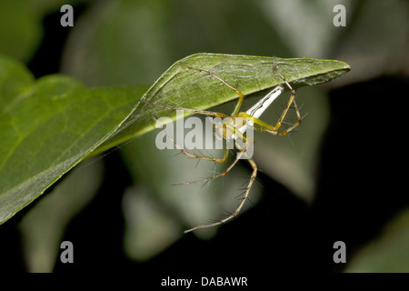 Luchs SPIDER Oxyopes SP. Lage: Golaghat Bezirk, Assam. Gekennzeichnet durch das Vorhandensein von Stacheln auf Beinen Stockfoto