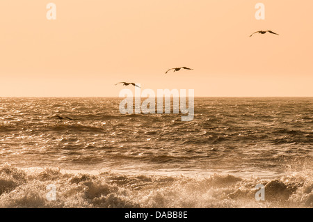 Braune Pelikane am Vichayito Strand bei Sonnenuntergang, Mancora, Peru. Stockfoto