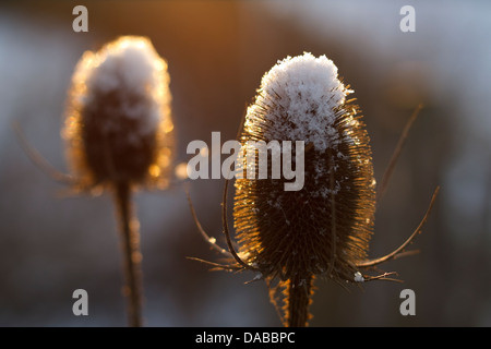 Zwei Kardonkakteen mit einer Bedeckung von Schnee in der Sonne am frühen Morgen an einem Wintertag Stockfoto