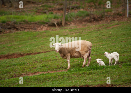 Ein Mutter-Schaf mit zwei ihrer Babys stehen im Feld an einem Frühlingstag. Stockfoto