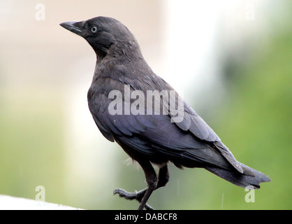 Europäische Dohle (Corvus Monedula) Stockfoto