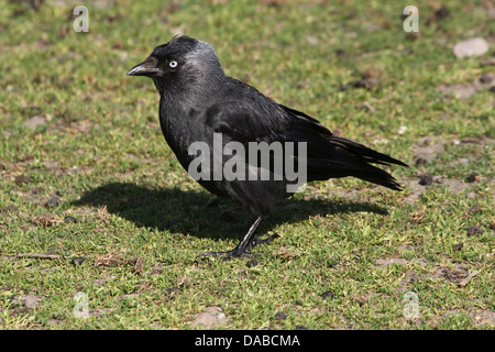 Europäische Dohle (Corvus Monedula) Stockfoto