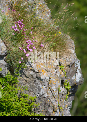 Cheddar Pink Dianthus Gratianopolitanus eine seltene Blume im Vereinigten Königreich nur in der Cheddar Gorge in North Somerset gefunden Stockfoto