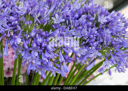 Agapanthus Lily Of The Nile Blume Stiele Display an Floristen Stall Stockfoto