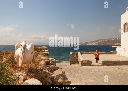 Petros der berühmten Pelikan, Maskottchen von Mykonos und Touristen neben dem Meer, Chora, Mykonos Stadt, Mykonos, Griechenland Stockfoto