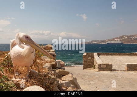 Petros der berühmten Pelikan, Maskottchen von Mykonos, neben dem Meer, Chora, Mykonos Stadt, Mykonos, Griechenland Stockfoto