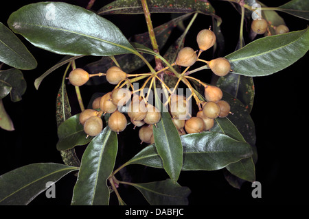 Reife Früchte süß Pittosporum/Victorian Box - Pittosporum Undulatum - Familie Pittosporaceae Stockfoto