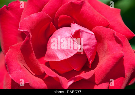 Samtig weiche rote Rosenblüten - eine Makroaufnahme. Stockfoto