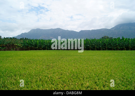 Tamil Nadu Reis Reisfelder und Banane Bäume Feld in der Western Ghats Moutains Hintergrundansicht im Monsunklima Indien Stockfoto