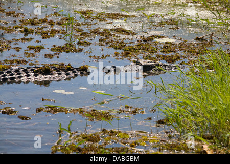 Salzwasser-Krokodil im gelben Fluss, Kakadu National Park, Australien Stockfoto