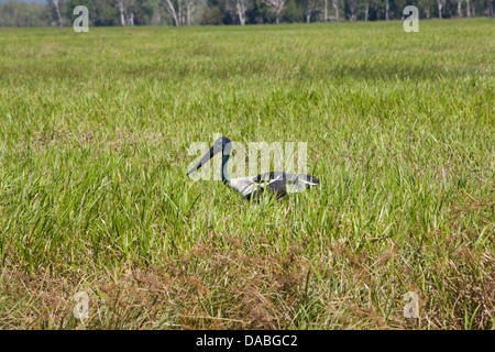 australische schwarze necked Storch oder Snakebird, Kakadu National Park, Australien Stockfoto