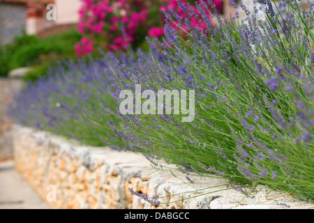 Ballen, Kroatien. Lavendel auf der Steinmauer Stockfoto
