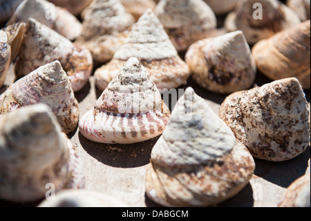 Trochus Perle Meer Muscheln für die Schaltfläche "Produktion One Arm Point, Cape Leveque, Western Australia, angebaut werden Stockfoto