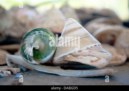 Trochus Perle Meer Muscheln für die Schaltfläche "Produktion One Arm Point, Cape Leveque, Western Australia, angebaut werden Stockfoto