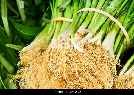Frische Zwiebel Wurzeln Stockfoto