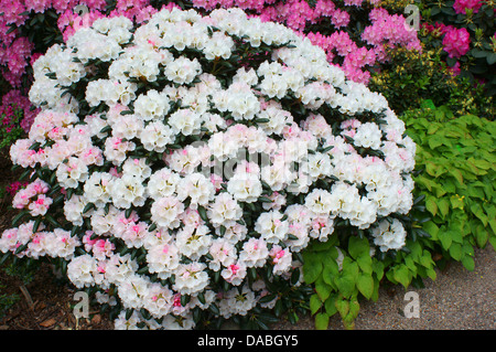 Rhododendron Yakushimanum in voller Blüte weiß Stockfoto