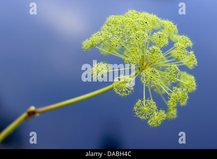 Angelica Archangelica Garten Angelica Wild Sellerie Blüte Nahaufnahme Stockfoto