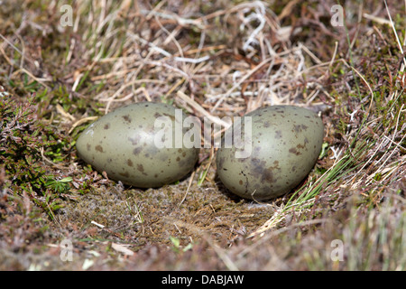 Arktisches Skua; Stercorarius Parasiticus; Eiern; Shetland; UK Stockfoto