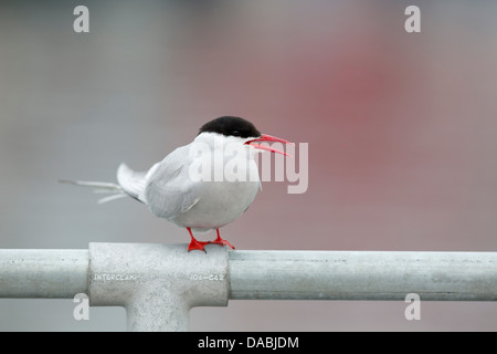 Küstenseeschwalbe; STERNA Paradisaea; Berufung; Shetland-Inseln; UK Stockfoto