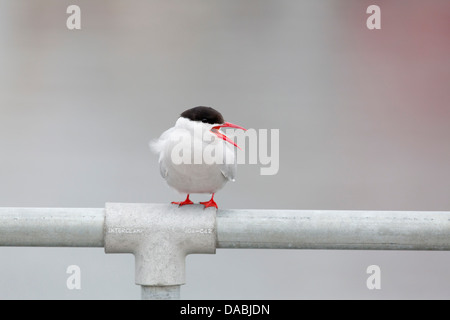 Küstenseeschwalbe; STERNA Paradisaea; Berufung; Shetland-Inseln; UK Stockfoto