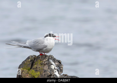 Küstenseeschwalbe; STERNA Paradisaea; Berufung; Shetland-Inseln; UK Stockfoto