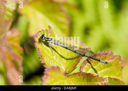 Azure Damselfly; Coenagrion Puella; Cornwall; UK Stockfoto