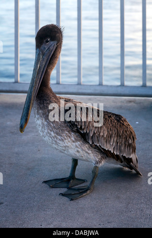 Porträt von juvenile Eastern Brown Pelikan (Pelecanus Occidentalis) auf Cedar Key Angelpier, Florida, USA Stockfoto