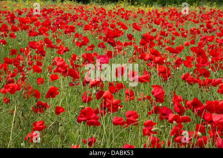Ein Feld voller leuchtend rote Mohnblumen Papaver Rhoeas im Sommersonnenschein Stockfoto