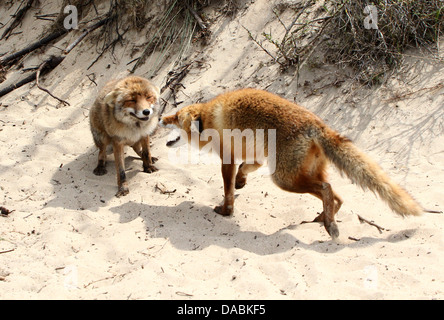 Nahaufnahme von zwei verspielte wilde rote Füchse gerne treffen und grüßen einander. (6 Bilder in Serie) Stockfoto