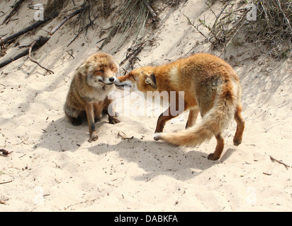 Nahaufnahme von zwei verspielte wilde rote Füchse gerne treffen und grüßen einander. (6 Bilder in Serie) Stockfoto