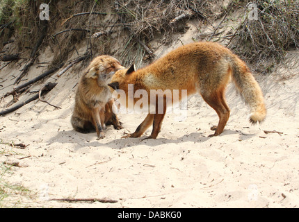 Nahaufnahme von zwei verspielte wilde rote Füchse gerne treffen und grüßen einander. (6 Bilder in Serie) Stockfoto