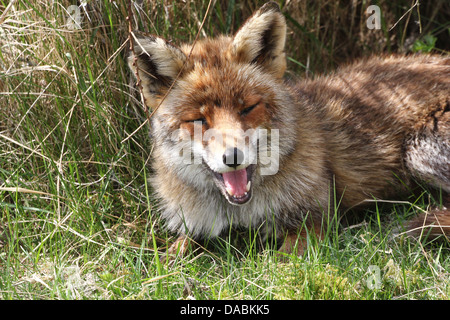 Europäischer roter Fuchs (Vulpes Vulpes) ausruhen im Schatten an einem heißen Sommertag Stockfoto