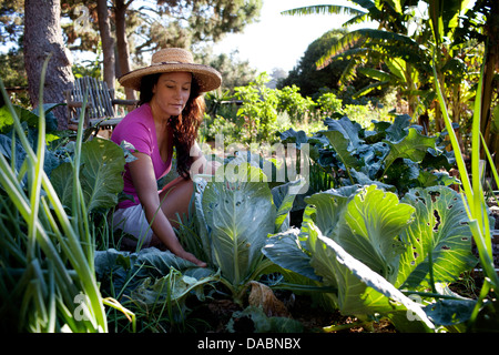 Constantia, Kapstadt, Südafrika. Eine Dame nimmt frisch Bio-Gemüse aus dem eigenen Garten. 4. März 2013. Stockfoto