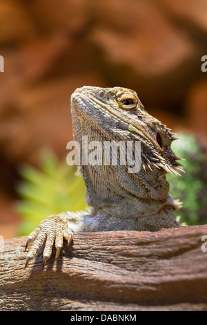 Nahaufnahme von Clarks Spiny Lizard (Sceloporus Clarkii) klettern über eine Filiale Stockfoto