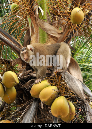 Makaken-Affen ausgebildet, um Kokosnüsse in Ko Samui, Thailand, Südostasien, Asien zu sammeln Stockfoto