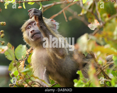 Baby Olive Pavian (Papio Anubis) eine Frucht vom Baum pflücken Stockfoto