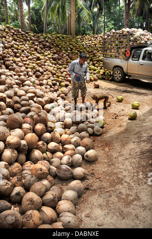 Makaken ausgebildet, um Kokosnüsse in Ko Samui, Thailand, Südostasien, Asien zu sammeln Stockfoto