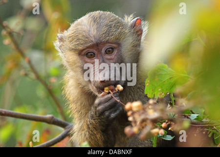 Porträt von Baby Olive Paviane (Papio Anubis) auf einem Baum Stockfoto