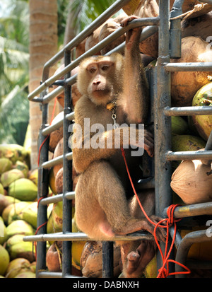 Makaken ausgebildet, um Kokosnüsse in Ko Samui, Thailand, Südostasien, Asien zu sammeln Stockfoto