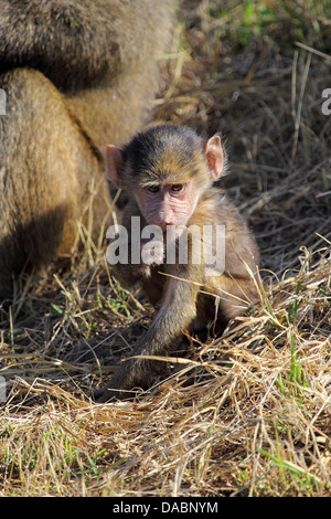 Ein Baby Olive Pavian (Papio Anubis) sitzen und Essen im Serengeti Nationalpark, Tansania Stockfoto