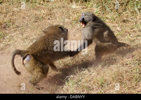 Zwei männliche Olive Paviane (Papio Anubis) Kämpfe im Serengeti Nationalpark, Tansania Stockfoto