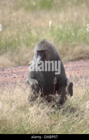 Eine männliche Olive Pavian (Papio Anubis) sitzen im Serengeti Nationalpark, Tansania Stockfoto