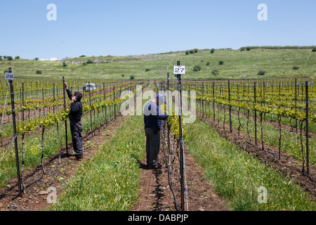 Menschen, die auf einem Weingut in den Golanhöhen, Israel, Nahost Stockfoto