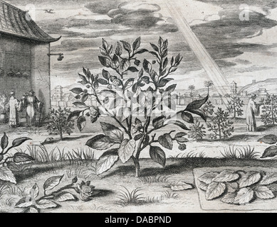 Athanasius Kircher (1601/1602-1680), deutscher Jesuit scholar. China monumentis, Qua Qua sacris profanis, 1667. Tee Pflanze. Stockfoto