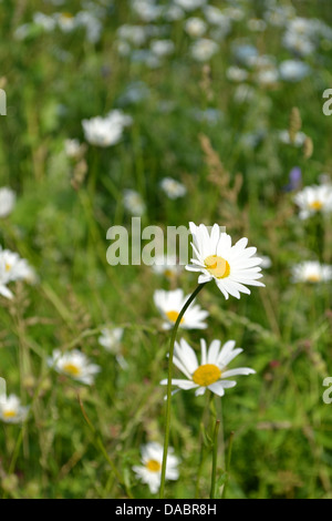 Nahaufnahme des Daises, Southover Grange Gärten, Lewes, Sussex, England. Stockfoto