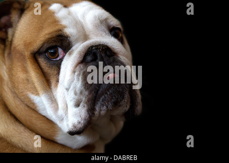 Höhenplan der eine weibliche Englisch Bulldogge mit schwarzem Hintergrund Stockfoto