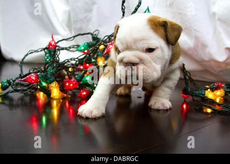 Baby Englisch Bulldogge Welpen verstrickt in Weihnachtsbeleuchtung auf Holzboden Stockfoto